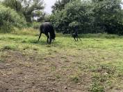 Filly Friesian For sale 2026 Black