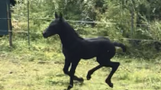 Filly Friesian For sale 2026 Black