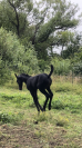 Filly Friesian For sale 2026 Black