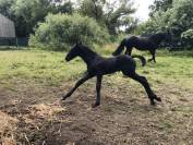 Filly Friesian For sale 2026 Black