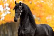 Filly Friesian For sale 2026 Black