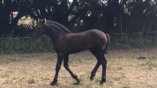 Filly Friesian For sale 2026 Black