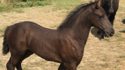 Filly Friesian For sale 2026 Black