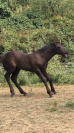 Filly Friesian For sale 2026 Black