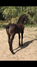 Filly Friesian For sale 2026 Black