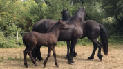 Filly Friesian For sale 2026 Black