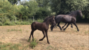 Filly Friesian For sale 2026 Black