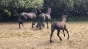 Filly Friesian For sale 2026 Black