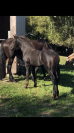 Puledra Frisone In vendita 2026 Nero ,  KEES 531