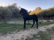 Puledra Frisone In vendita 2026 Nero ,  KEES 531