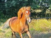 &Agrave; vendre &ndash; Pouliche Poney D 8 mois Fille de LIMONCELLO 
