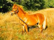 &Agrave; vendre &ndash; Pouliche Poney D 8 mois Fille de LIMONCELLO 