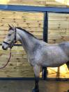 Top ponette PFS 