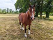 Cheval Tranche-Montagne