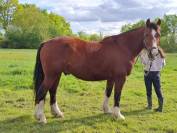 Cheval Tranche-Montagne