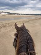 Vends cheval hongre cob crois&eacute; frison