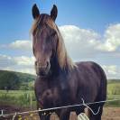 Vends cheval hongre cob crois&eacute; frison