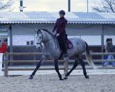 Cheval de dressage amateur 
