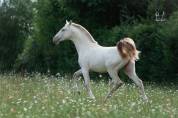 Poulain Pure Race Espagnole Isabelle Perle