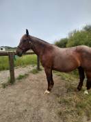 Cheval loisir/rando/ western demi-sang