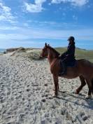 Cheval loisir/rando/ western demi-sang