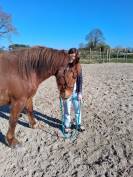 Cheval loisir/rando/ western demi-sang