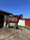 Poulain oldenbourg 
