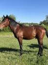 Poulain oldenbourg 