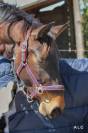 Zangersheide de 5 ans &agrave; vendre  