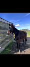 Zangersheide de 5 ans &agrave; vendre  