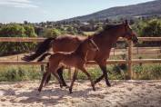 FOAL ?✨ Quetzal Bois Dieu &ndash; &Agrave; r&eacute;server !