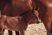 FOAL ?✨ Quetzal Bois Dieu &ndash; &Agrave; r&eacute;server !