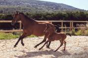 FOAL ?✨ Quetzal Bois Dieu &ndash; &Agrave; r&eacute;server !