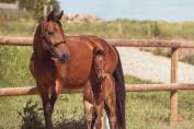 FOAL ?✨ Quetzal Bois Dieu &ndash; &Agrave; r&eacute;server !