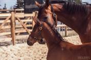 FOAL ?✨ Quetzal Bois Dieu &ndash; &Agrave; r&eacute;server !