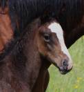 Poulain SF Ulmar mail x Fleuron st lois
