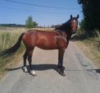 Jument 9 ans par contendro 1m63