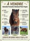 Ponette shetland 