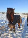 Ponette shetland 