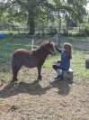 Ponette shetland 