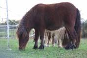 Ponette shetland 