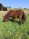 Ponette shetland 
