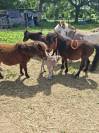 Ponette shetland 