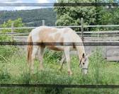 Pouliche de 2 ans &agrave; vendre
