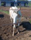 Pouliche de 2 ans &agrave; vendre