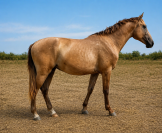 Entire Lusitano For sale 2023 Grey