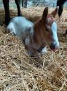 Poulain appaloosa