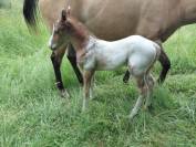 Poulain appaloosa