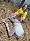 Poulain appaloosa