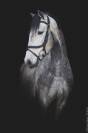 Gelding Lusitano For sale 2021 Grey